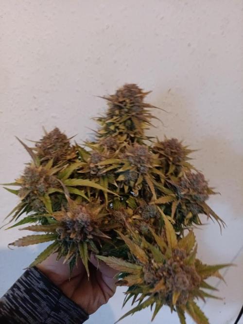 Auto Pablo Escobar Divine seeds. Week 11