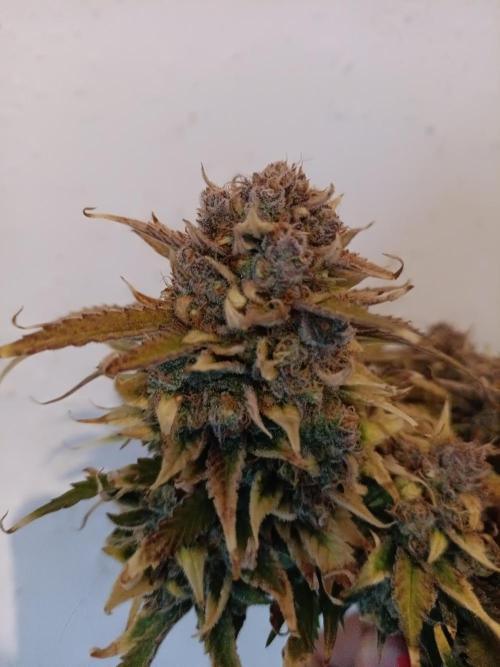 Auto Pablo Escobar Divine seeds. Week 11