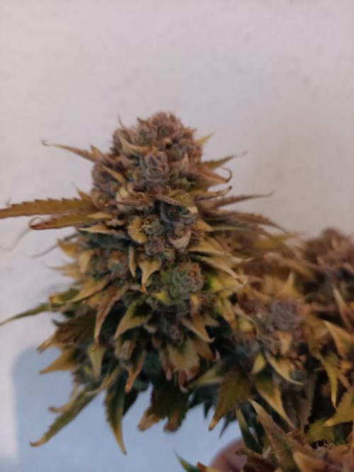 Auto Pablo Escobar Divine seeds. Week 11