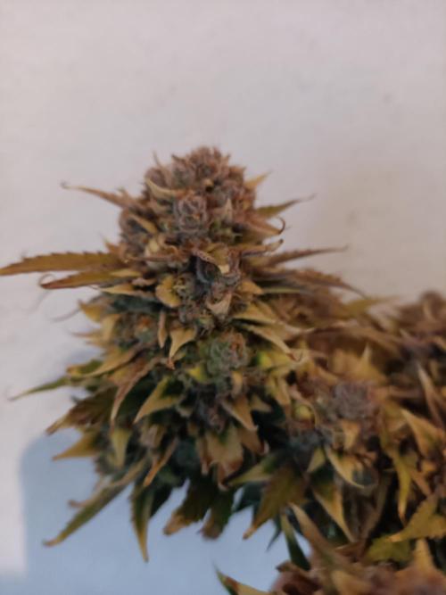 Auto Pablo Escobar Divine seeds. Week 11