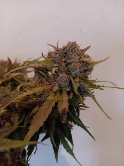 Auto Pablo Escobar Divine seeds. Week 11