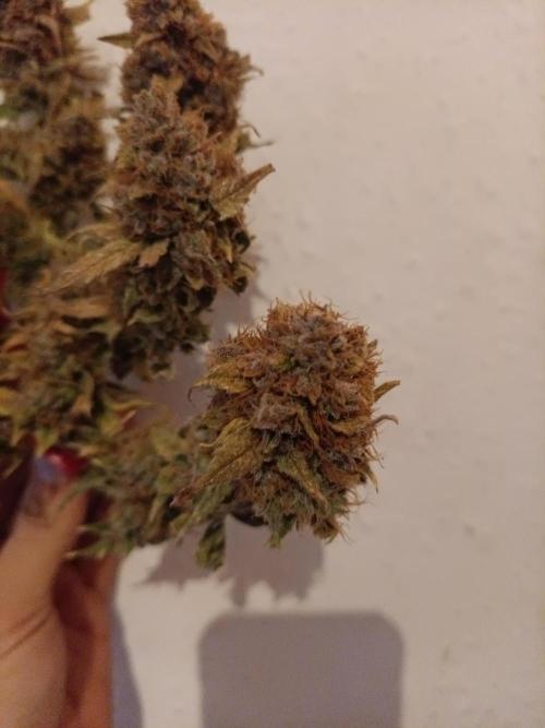 Auto Pablo Escobar Divine seeds. Week 11