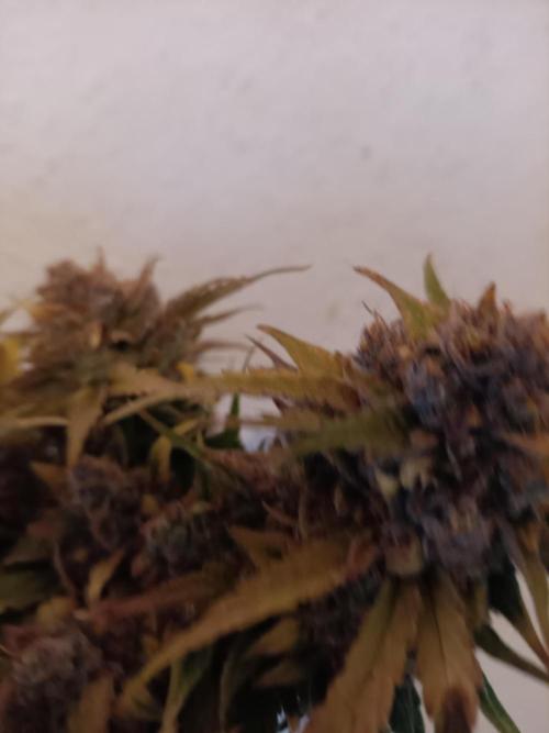 Auto Pablo Escobar Divine seeds. Week 11