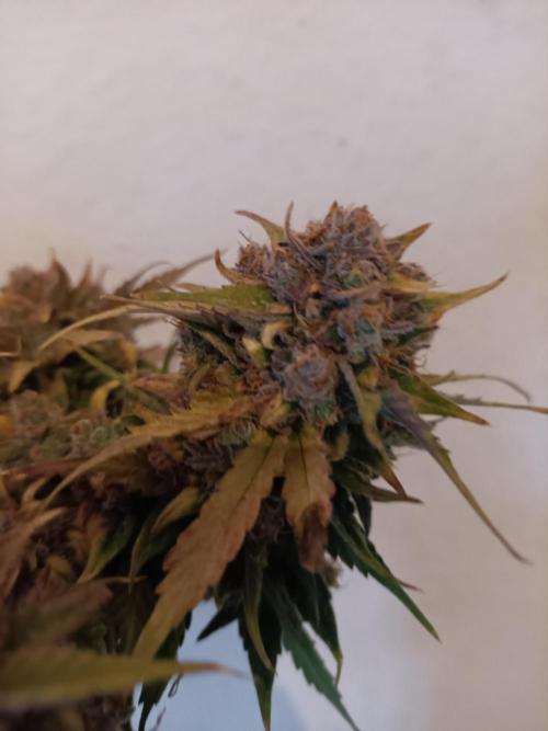 Auto Pablo Escobar Divine seeds. Week 11