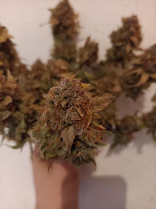 Auto Pablo Escobar Divine seeds. Week 11