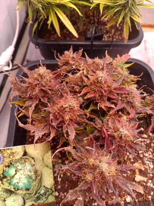 Divine Seeds Auto Moon Rock Contest 2025. Week 11