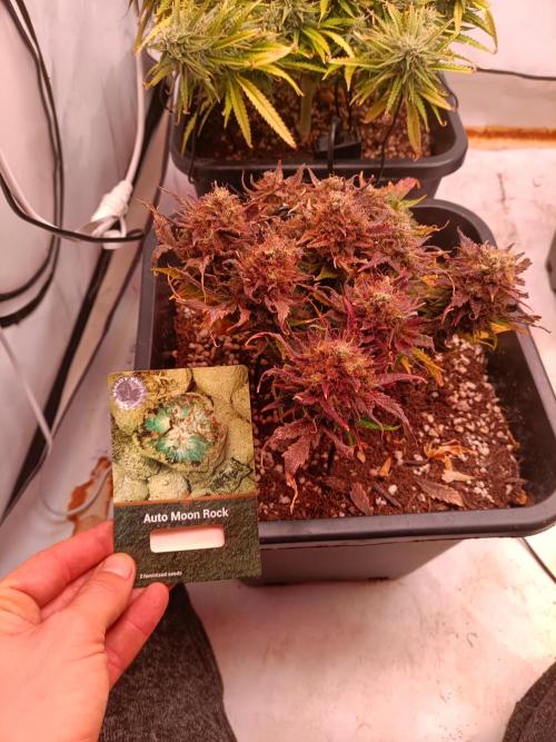 Divine Seeds Auto Moon Rock Contest 2025. Week 11