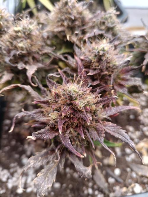 Divine Seeds Auto Moon Rock Contest 2025. Week 11 - Few day to go