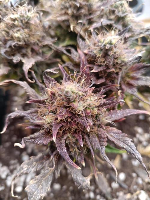 Divine Seeds Auto Moon Rock Contest 2025. Week 11