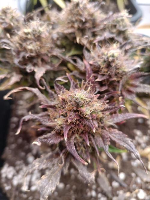 Divine Seeds Auto Moon Rock Contest 2025. Week 11