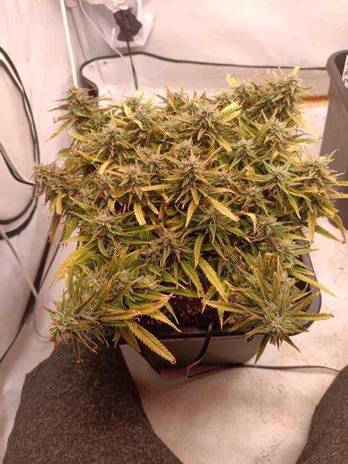 Divine Seeds Auto Moon Rock Contest 2025. Week 11