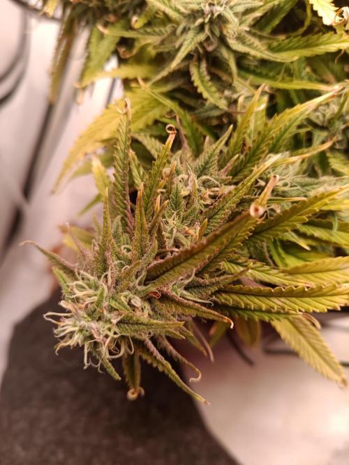 Divine Seeds Auto Moon Rock Contest 2025. Week 11