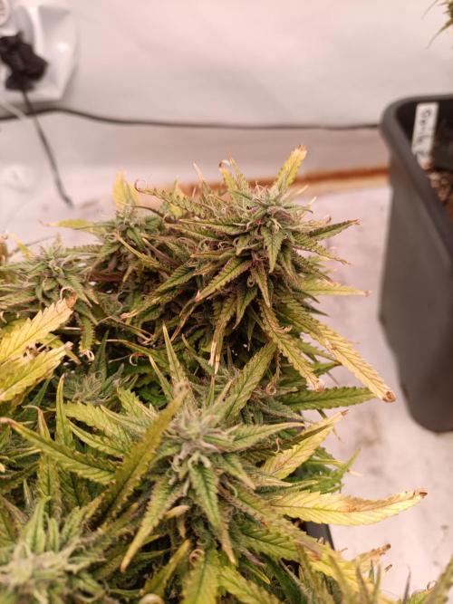 Divine Seeds Auto Moon Rock Contest 2025. Week 11