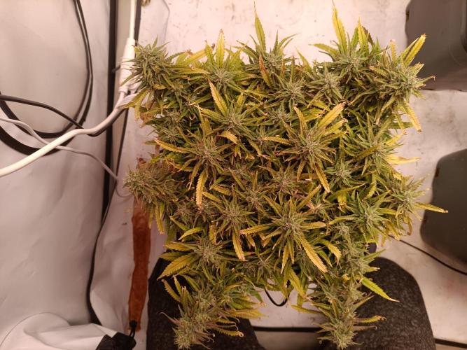 Divine Seeds Auto Moon Rock Contest 2025. Week 11