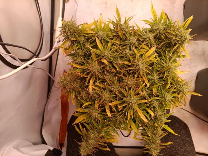 Divine Seeds Auto Moon Rock Contest 2025. Week 11