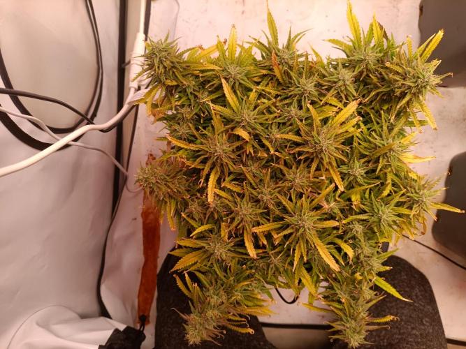 Divine Seeds Auto Moon Rock Contest 2025. Week 12