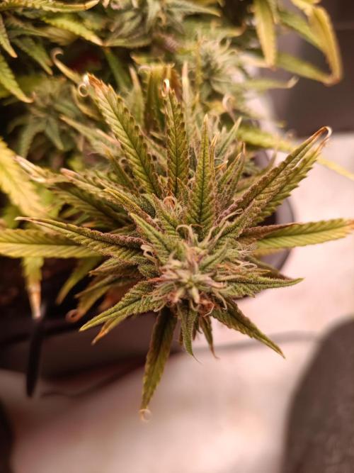 Divine Seeds Auto Moon Rock Contest 2025. Week 12