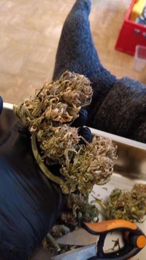 Divine Seeds Auto Moon Rock Contest 2025. Week 13