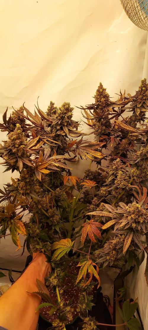 Divine Seeds Auto Moon Rock Contest 2025. Week 13