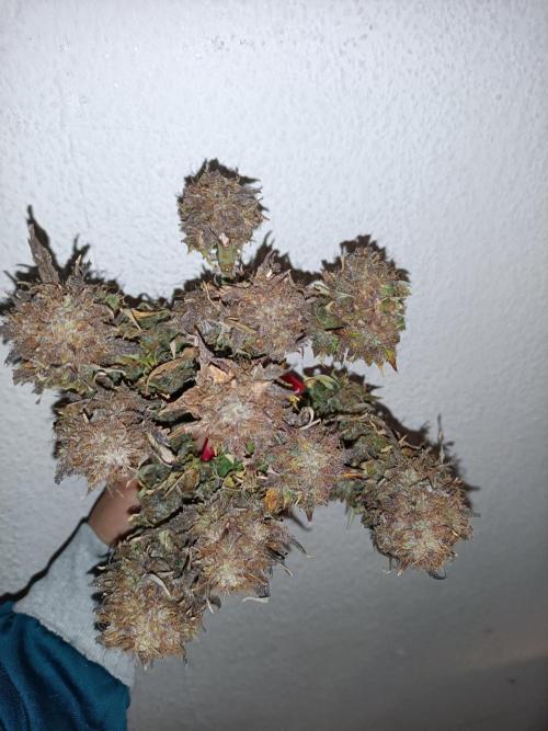 Divine Seeds Auto Moon Rock Contest 2025. Week 13