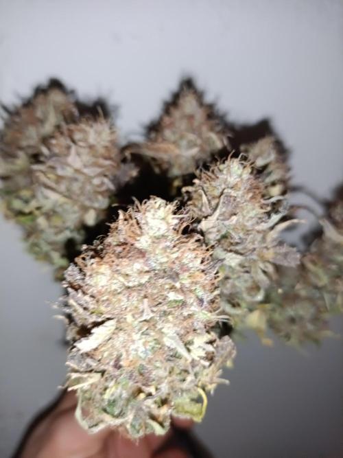 Divine Seeds Auto Moon Rock Contest 2025. Week 13