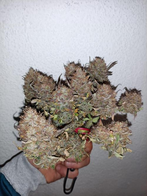 Divine Seeds Auto Moon Rock Contest 2025. Week 13