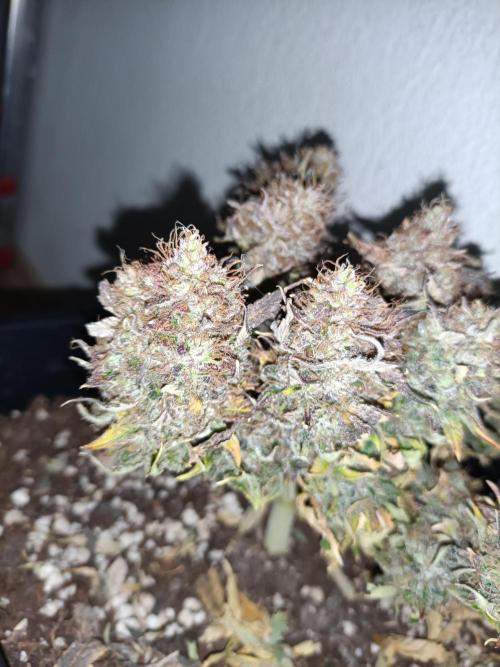 Divine Seeds Auto Moon Rock Contest 2025. Week 13