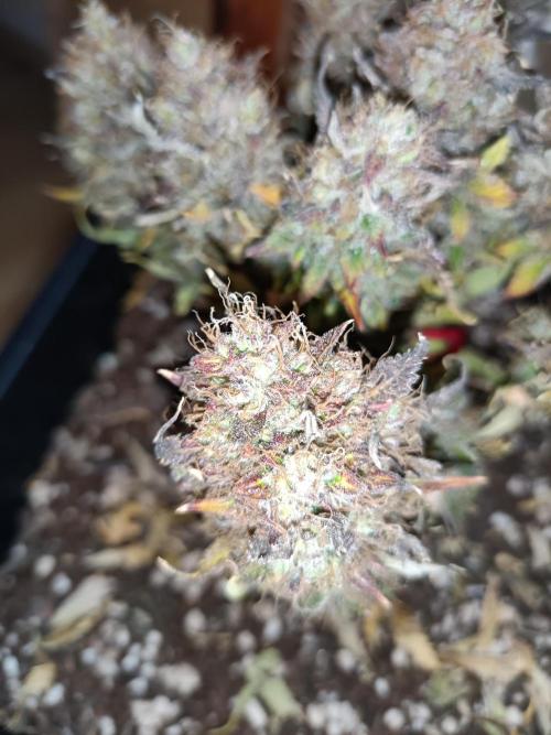 Divine Seeds Auto Moon Rock Contest 2025. Week 13