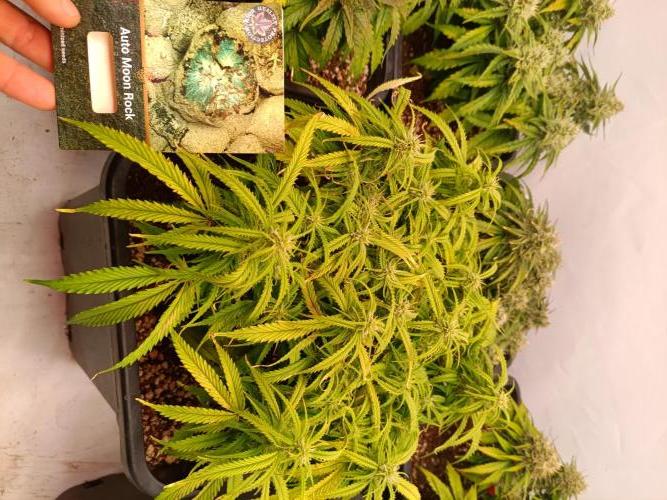 Divine Seeds Auto Moon Rock Contest 2025. Week 8 - The slower pheno 