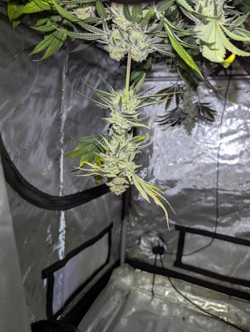 Dimension 369 Brothers Grimm Seeds. Week 18