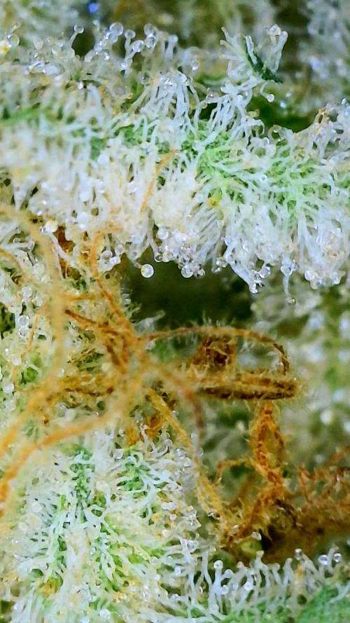 Dimension 369 Brothers Grimm Seeds. Week 18