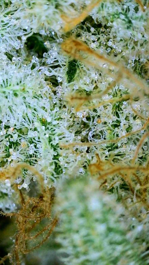 Dimension 369 Brothers Grimm Seeds. Week 18