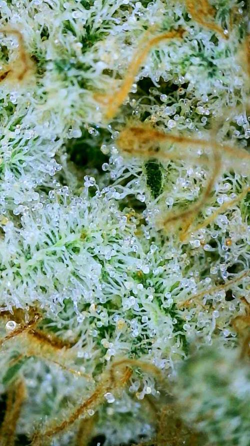 Dimension 369 Brothers Grimm Seeds. Week 18