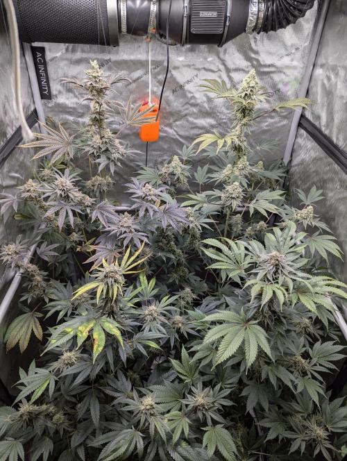 Dimension 369 Brothers Grimm Seeds. Week 18