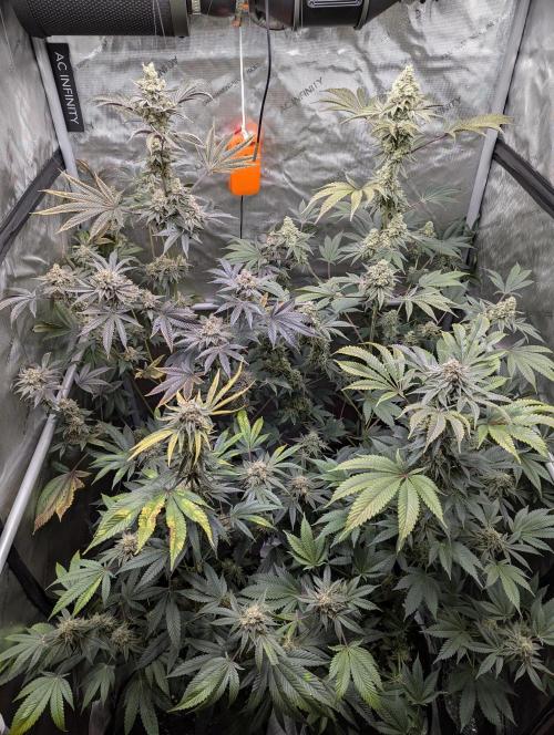 Dimension 369 Brothers Grimm Seeds. Week 18