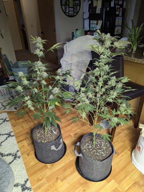 Dimension 369 Brothers Grimm Seeds. Week 18