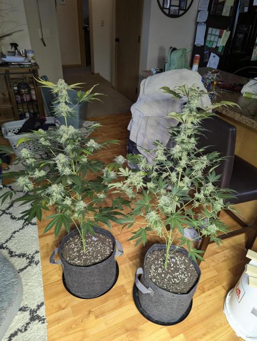 Dimension 369 Brothers Grimm Seeds. Week 18