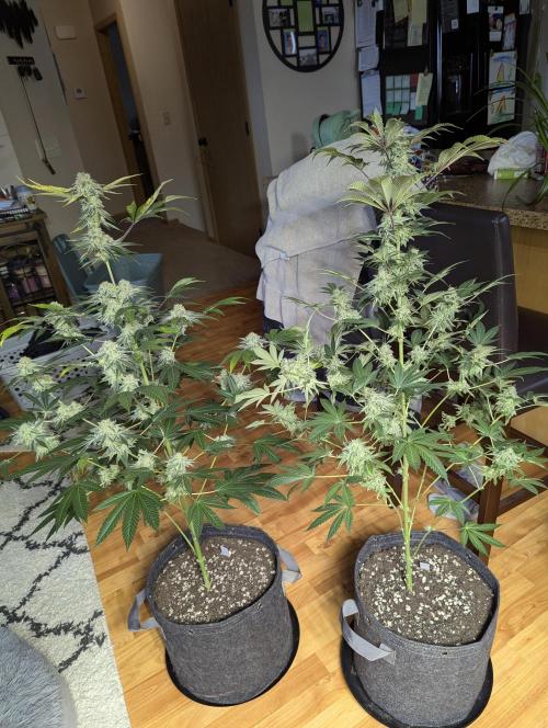 Dimension 369 Brothers Grimm Seeds. Week 18