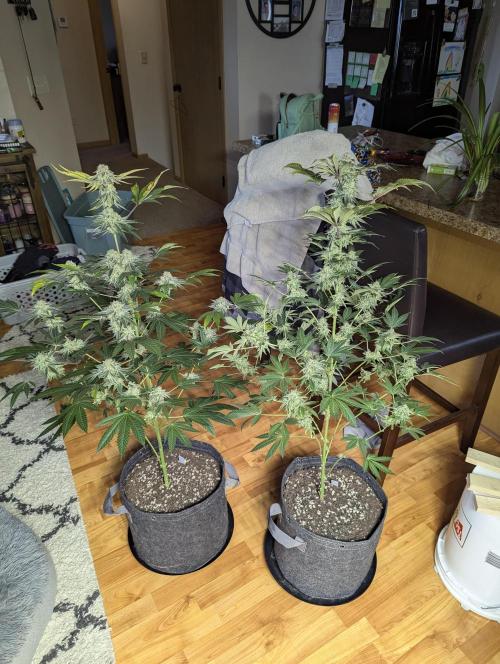 Dimension 369 Brothers Grimm Seeds. Week 18