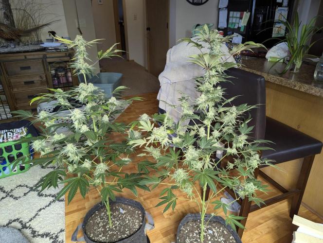 Dimension 369 Brothers Grimm Seeds. Week 18