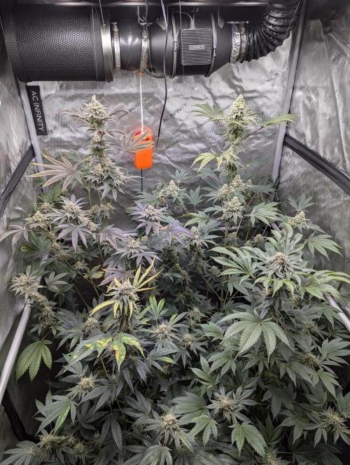 Dimension 369 Brothers Grimm Seeds. Week 18