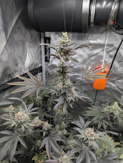 Dimension 369 Brothers Grimm Seeds. Week 18