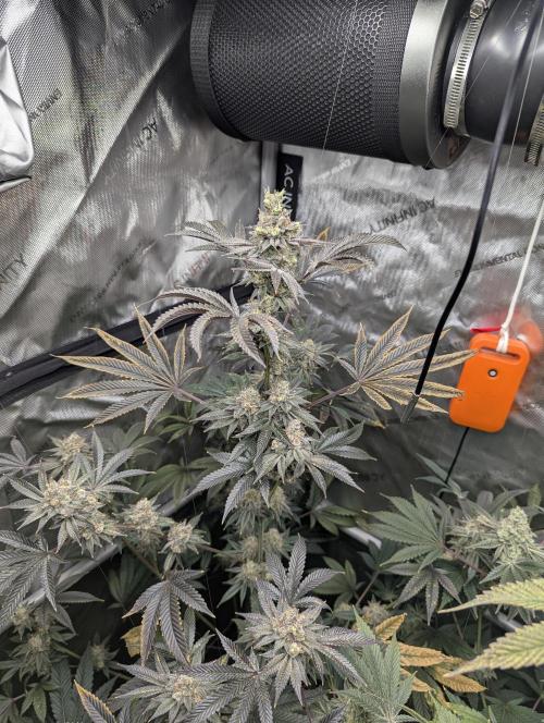 Dimension 369 Brothers Grimm Seeds. Week 18