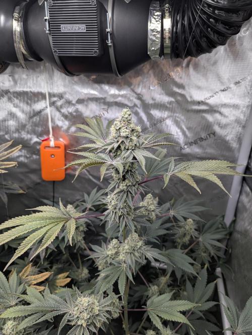 Dimension 369 Brothers Grimm Seeds. Week 18