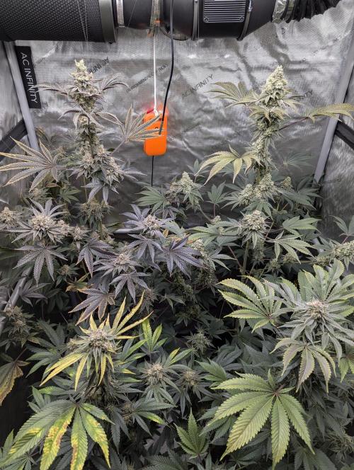 Dimension 369 Brothers Grimm Seeds. Week 18