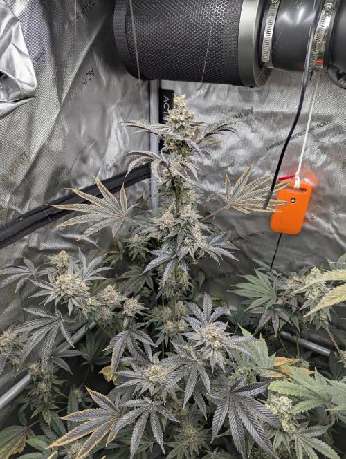 Dimension 369 Brothers Grimm Seeds. Week 18