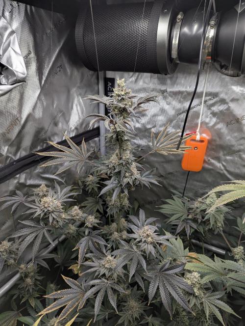 Dimension 369 Brothers Grimm Seeds. Week 18