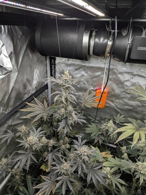 Dimension 369 Brothers Grimm Seeds. Week 18