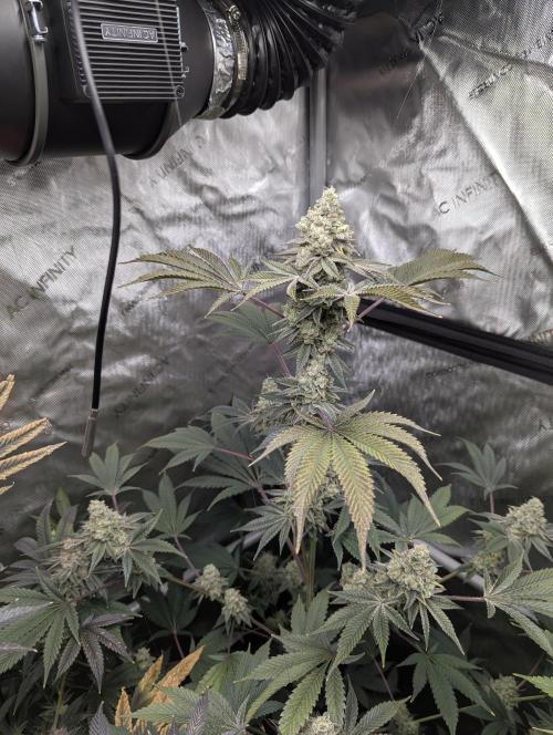 Dimension 369 Brothers Grimm Seeds. Week 18
