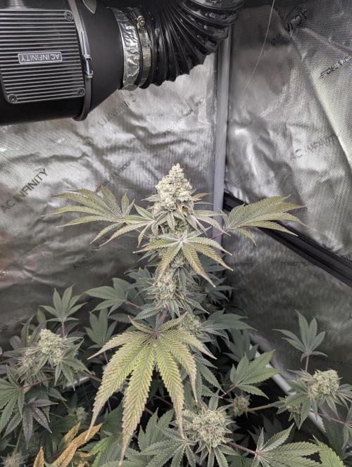 Dimension 369 Brothers Grimm Seeds. Week 18